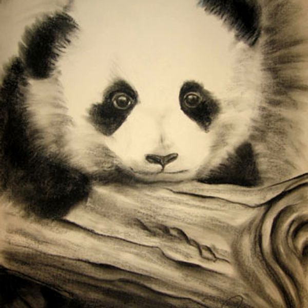 Panda Baby Face