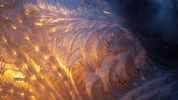 Wonders on my Window #2 -8 x 10