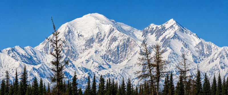 Snow-covered Denali above evergreen trees