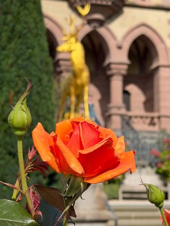 Schloss Drachenburg, Königswinter. An orange rose in front of the castle. Sometimes the smallest detail gets the spotlight.

