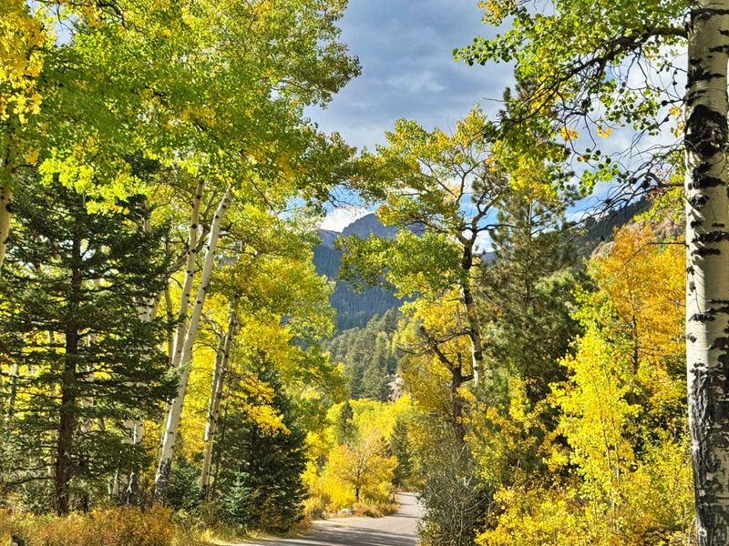 Golden aspens along a Colorado mountain road