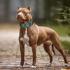 Heavy Duty Stud and Leather Dog Collar for Big Dogs