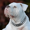 Stainless Steel Dog Chain Necklace, 32mm Cuban Link Chain Silvery Pet Collar