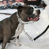 Stainless Steel Dog Chain Necklace, 32mm Cuban Link Chain Silvery Pet Collar