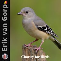 Charity for Birds by Erik van Gorp
