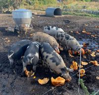 Codman Farm Pumpkin Smash