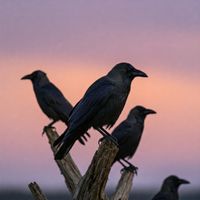 Morning Crows by DJ M.C.L