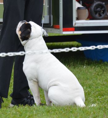 ABI Show - 11 months

