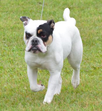ABI Show - 11 months
