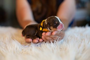 Yellow Collar - GIRL
