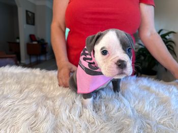 Purple Collar
