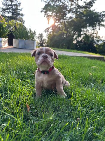 Red Collar - ALICE
