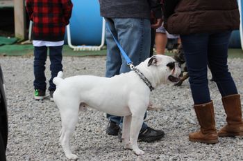 Bully BBQ 2018 - 10 months
