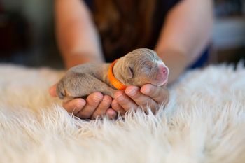 Orange Collar - BOY
