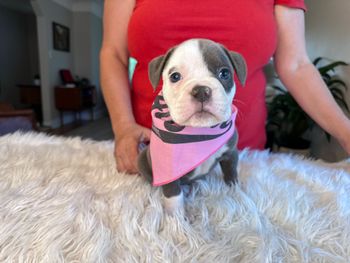 Purple Collar
