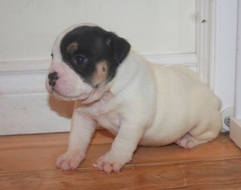 4 weeks
