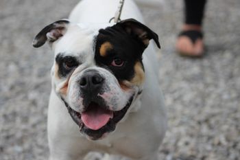 Bully BBQ 2018 - 10 months
