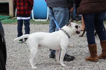 Bully BBQ 2018 - 10 months
