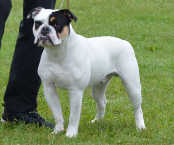 ABI Show - 11 months
