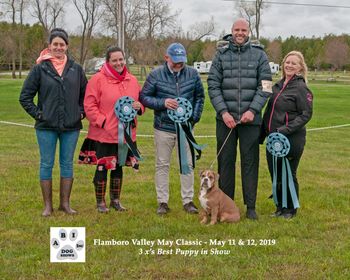 3 X Best Puppy in Show!
