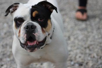 Bully BBQ 2018 - 10 months
