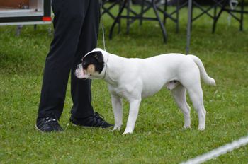 ABI Show - 11 months
