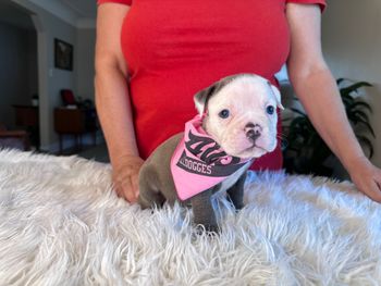 Red Collar
