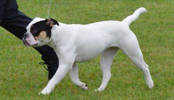 ABI Show - 11 months
