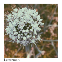 Self-Titled EP by Letterman