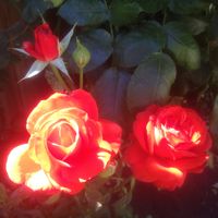 My One and Only by Christine Marrello