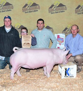 '15 Res. Champion Yorkshire Gilt @ San Angelo Gilt Show
