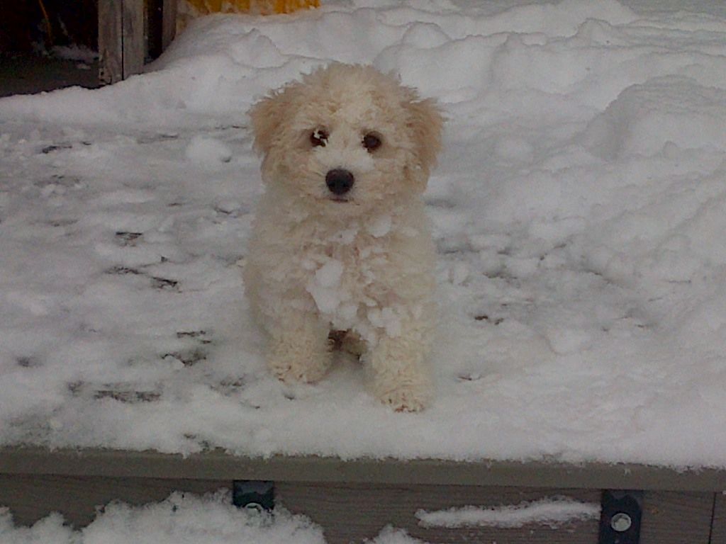 Murphy Lives in Maple Creek
