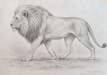 Lion -  pencil - Jeffry R. Rothrock -circa 1976
