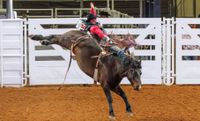 STOCK BULL SHOW & RODEO