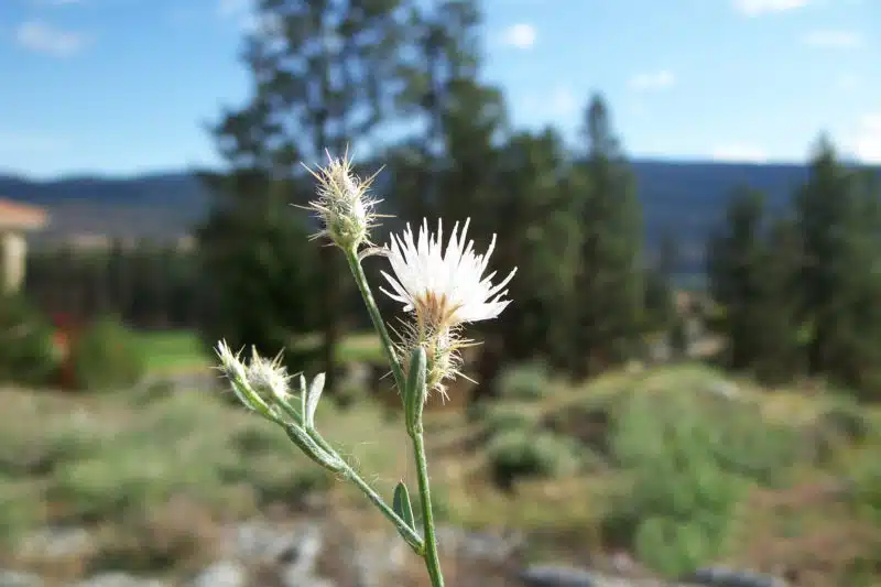 Diffuse Knapweed R. Meuller