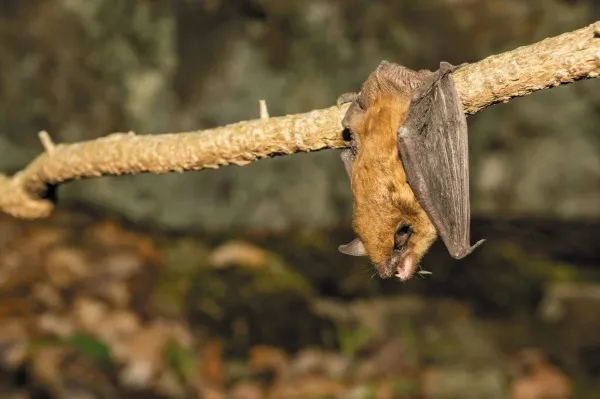 Bats