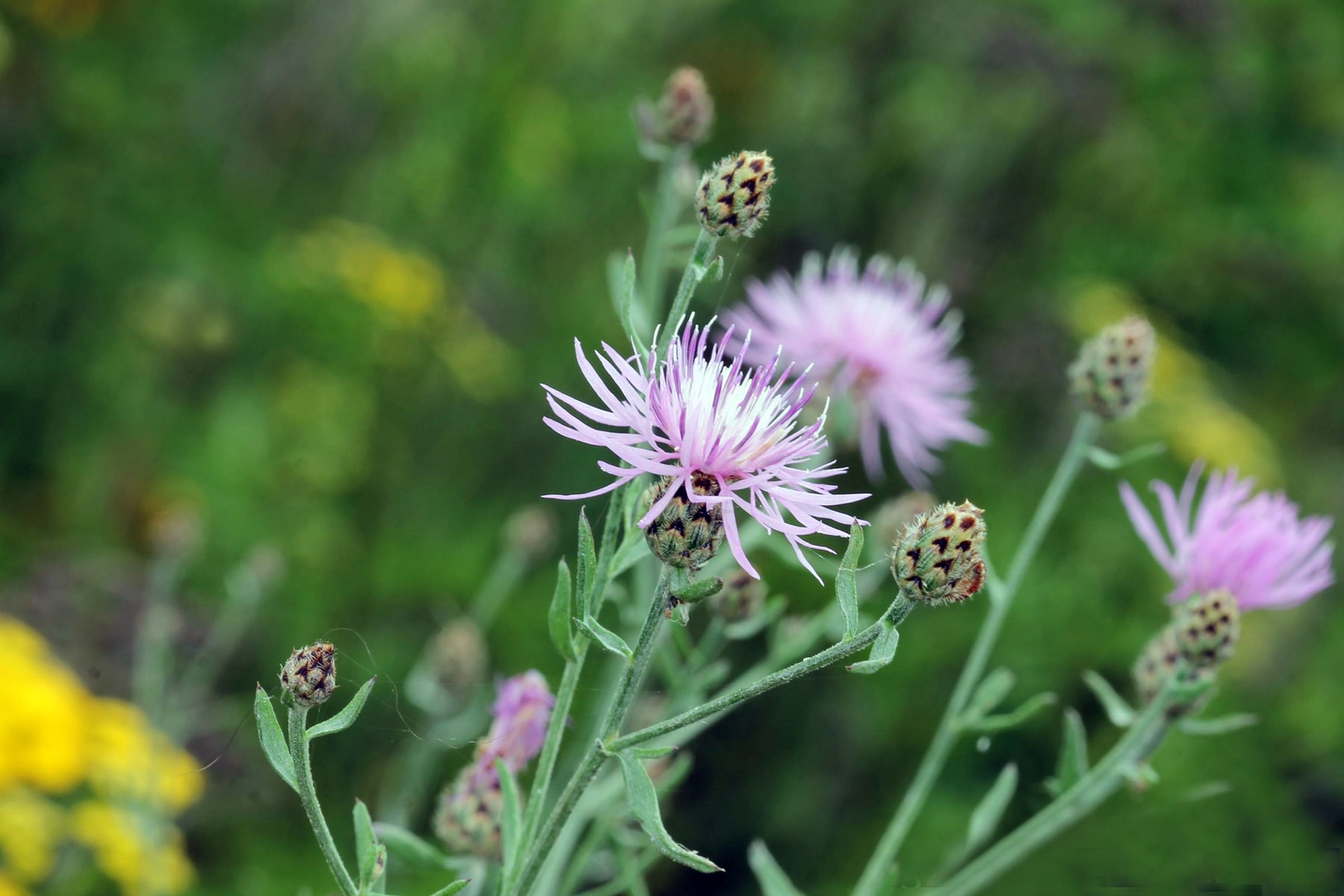 Spotted Knapweed Rob Routledge