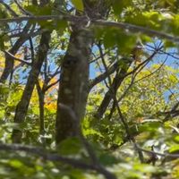 In The Trees by Green Ring
