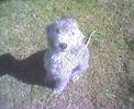 Whole Dog Wellness Coaching & Training