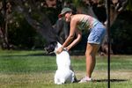 Whole Dog Wellness Coaching & Training