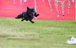Whole Dog Wellness Coaching & Training