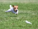 Whole Dog Wellness Coaching & Training
