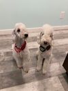 Whole Dog Wellness Coaching & Training