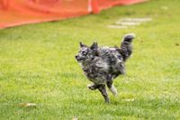 Tentative Luratics Micro Run