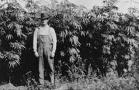 Hemp Lawyer Festival
