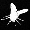 Conduct of Flies Album Tee & CD