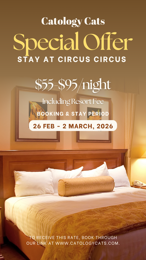 Catology Cats Hotel Rates