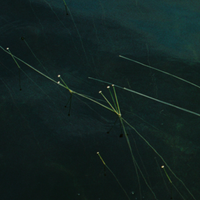 Undergrowth by Elisabeth Dorion