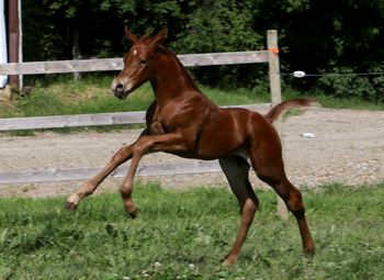Just 3 days old!! 2016 Colt by Easy Six Kit
