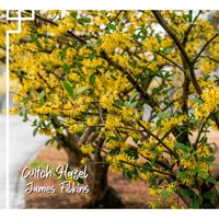 Witch Hazel by James Filkins